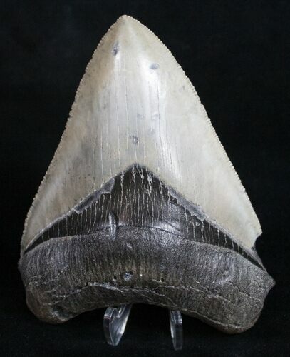 Venice Megalodon Tooth - Great Serrations! #9936